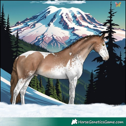 Horse Color:White Spotted Brown Pearl Tobiano