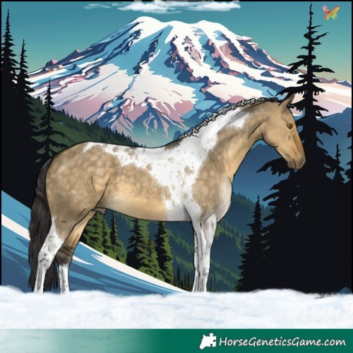 Horse Color:Buckskin Dun Tobiano