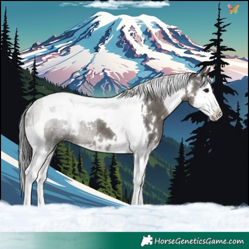 Horse Color:White Spotted Grullo Splash Tobiano
