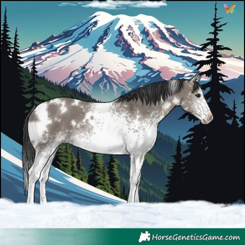 Horse Color:White Spotted Grullo