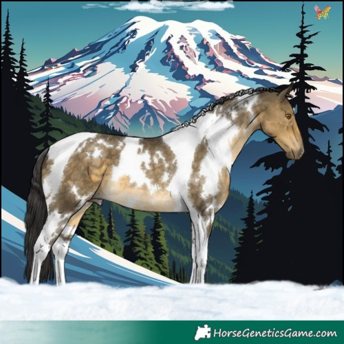 Horse Color:White Spotted Buckskin Dun Tobiano 