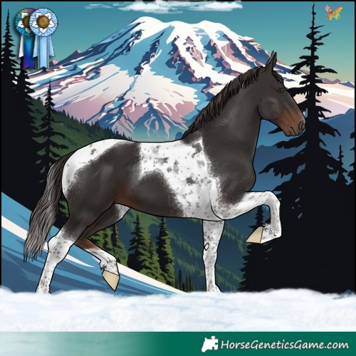Horse Color:Liver Chestnut Tobiano