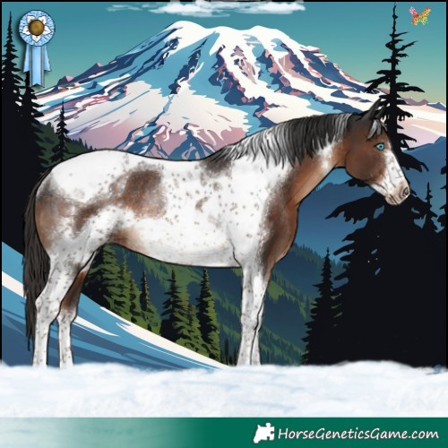 Horse Color:Liver Chestnut Tobiano Frame Rabicano