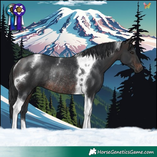 Horse Color:Brown Tobiano Rabicano 