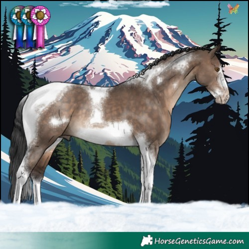 Horse Color:Brown Dun Tobiano Frame
