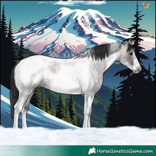 Horse Color:Grullo Roan Tobiano Frame