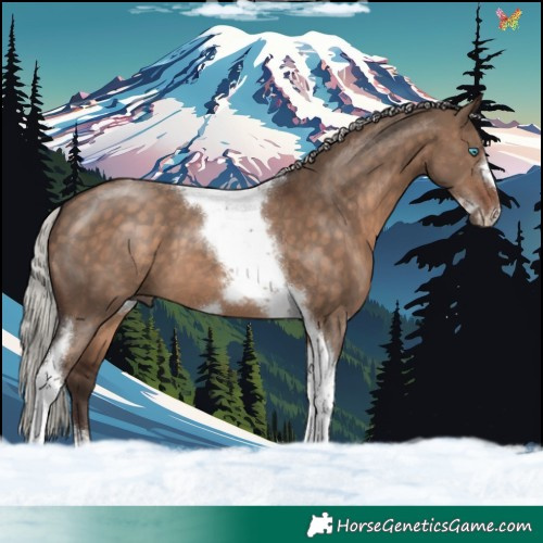 Horse Color:Silver Brown Dun Tobiano Frame