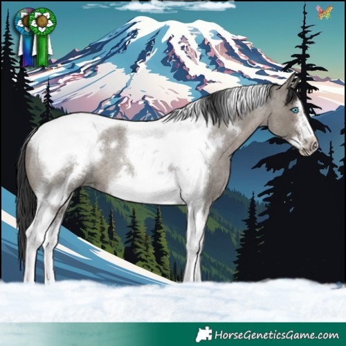Horse Color:Grullo Roan Tobiano Frame