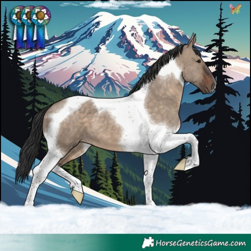 Horse Color:Brown Dun Tobiano 