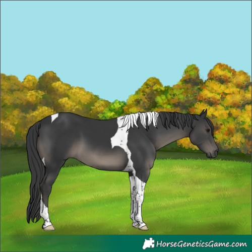 Horse Color:Black Tobiano