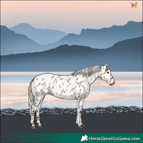 Horse Color:Silver Brown Dun Tobiano Leopard Rabicano