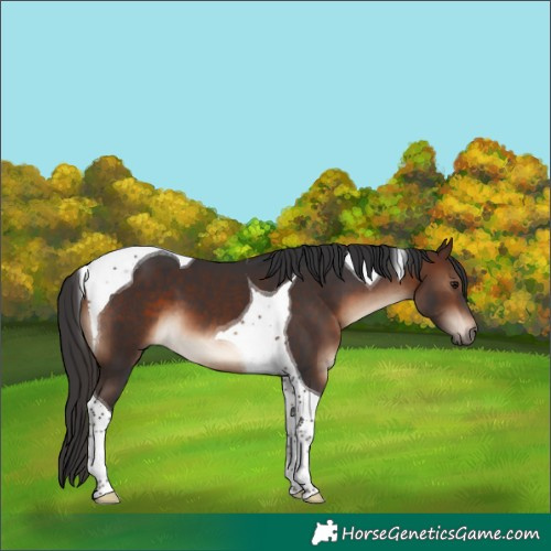 Horse Color:Brown Tobiano