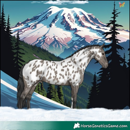 Horse Color:Grullo Tobiano Near Leopard Rabicano 