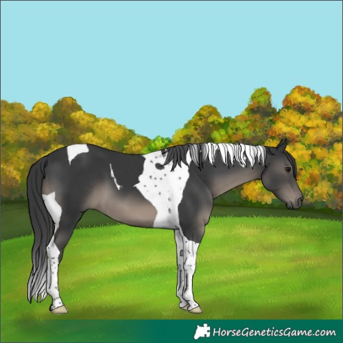 Horse Color:Black Tobiano