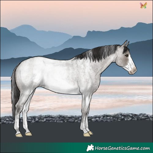 Horse Color:Powder White Smoky Grullo Roan Frame