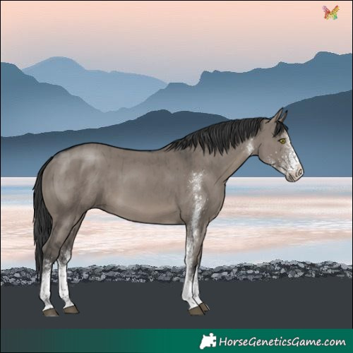Horse Color:White Spotted Grullo Brindle