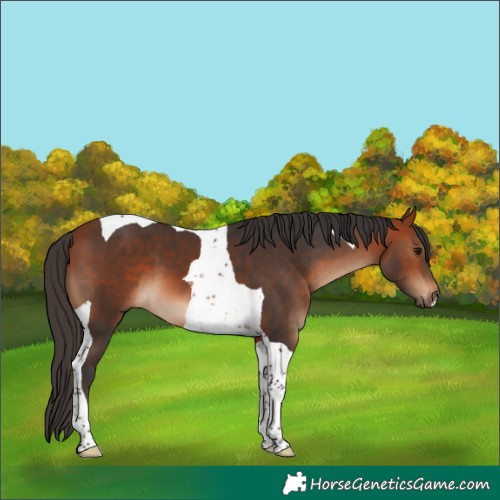 Horse Color:Bay Tobiano 