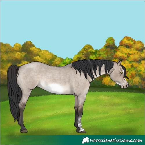 Horse Color:Brown Roan Dun Sabino Frame