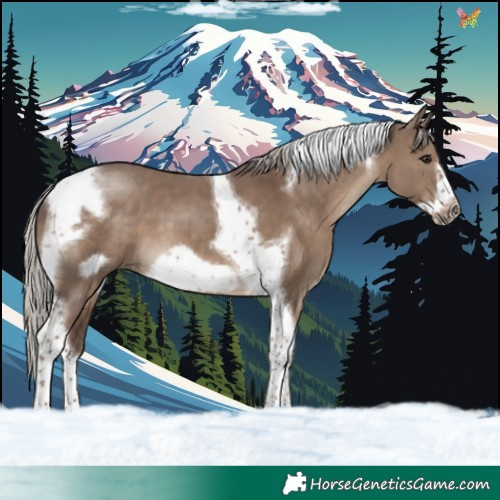 Horse Color:Silver Grullo Tobiano Frame 