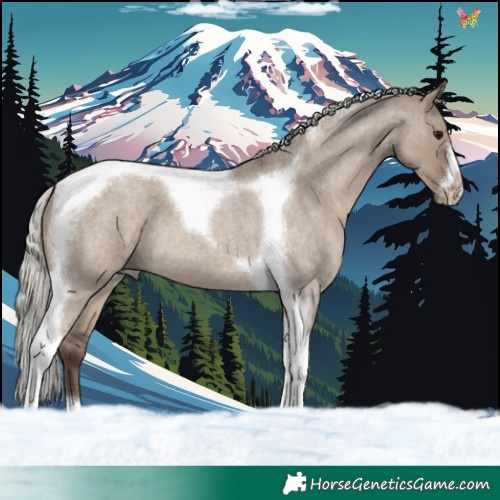 Horse Color:Silver Grullo Roan Tobiano Frame