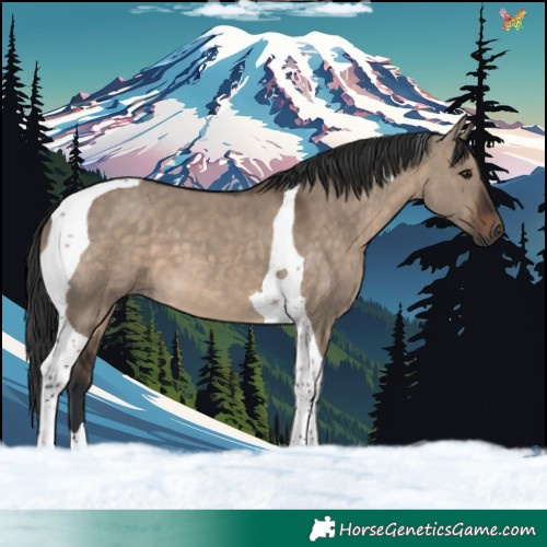 Horse Color:Brown Dun Tobiano