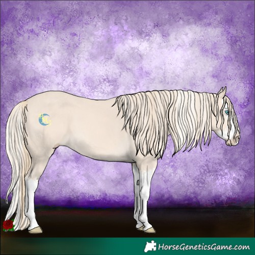Horse Color:Cremello Splash  and Perlino Splash 
