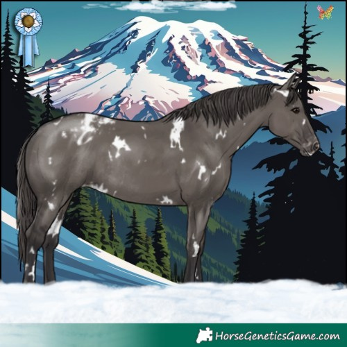 Horse Color:White Spotted Smoky Grullo Varnish Rabicano 
