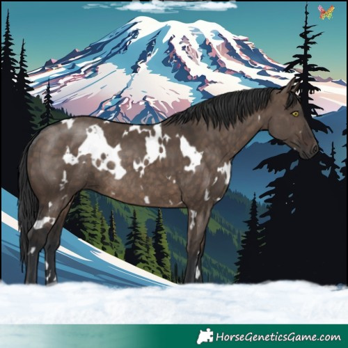 Horse Color:White Spotted Brown Dun Rabicano