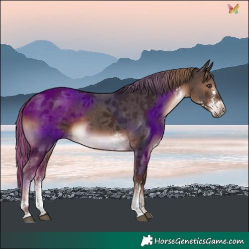 Horse Color:Liver Chestnut Sabino