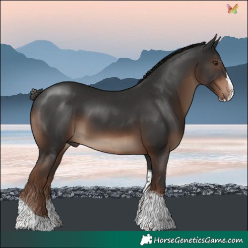 Horse Color:Liver Chestnut Splash Tobiano 