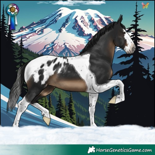 Horse Color:Gray Brown Splash Tobiano Blanket