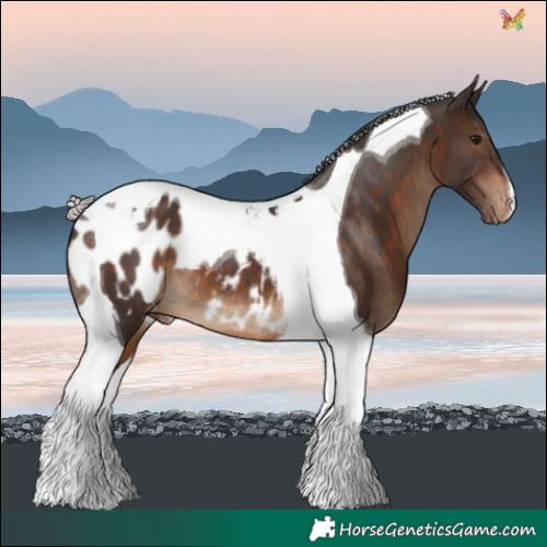 Horse Color:Silver Brown Tobiano Blanket 