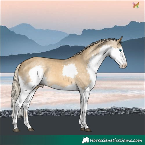 Horse Color:Chocolate Palomino Dun Mushroom Sabino Splash Rabicano