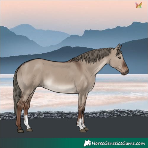 Horse Color:Liver Red Dun Mushroom Sabino
