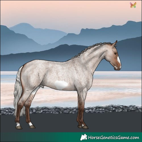 Horse Color:Silver Bay Roan Dun Mushroom Frame Rabicano