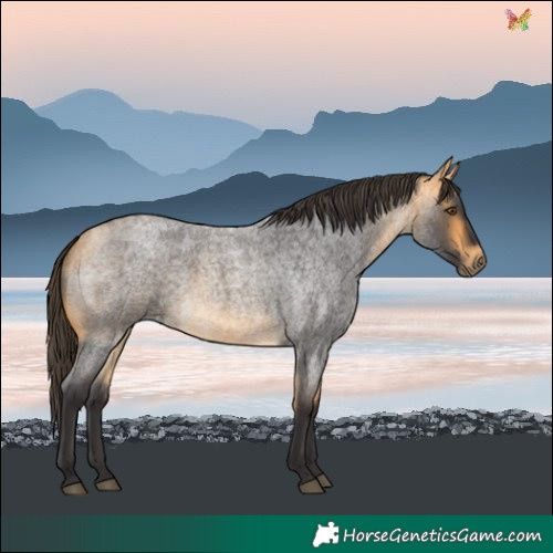 Horse Color:Buckskin Roan Mushroom 