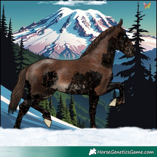 Horse Color:Void Liver Chestnut Splash Tobiano