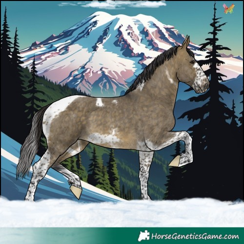 Horse Color:Buckskin Dun Sabino Tobiano Frame