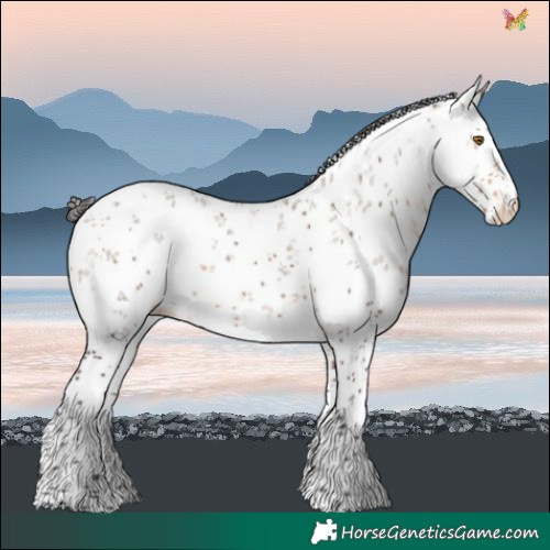 Horse Color:White Spotted Buckskin Dun Sabino