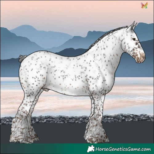Horse Color:White Spotted Liver Chestnut Sabino Frame