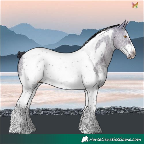 Horse Color:Buckskin Dun Sabino Tobiano Frame