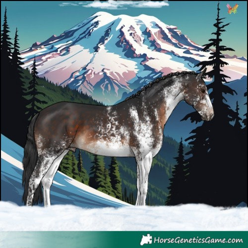 Horse Color:White Spotted Brown