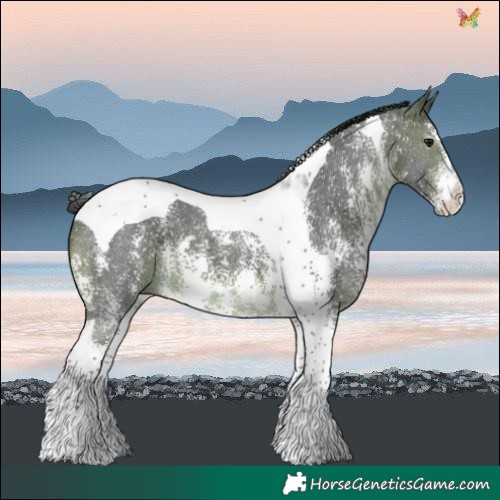 Horse Color:Brown Sabino Tobiano