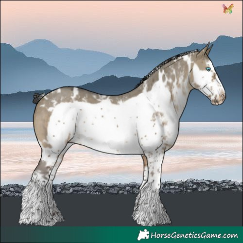 Horse Color:White Spotted Brown Dun Sabino Frame 