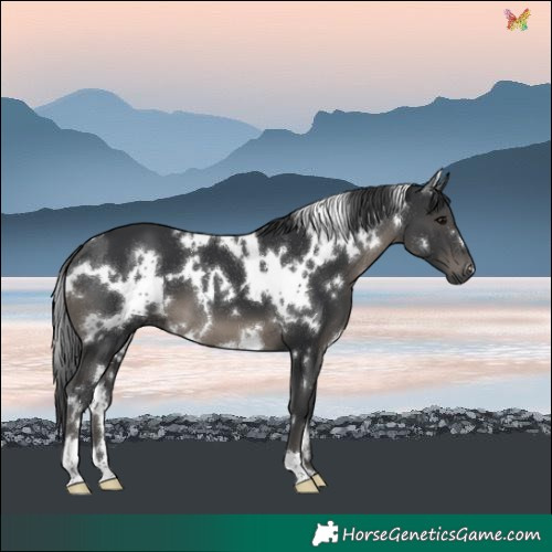 Horse Color:White Spotted Black