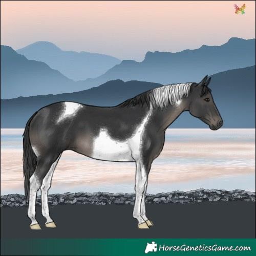 Horse Color:Black Tobiano