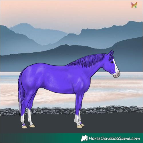 Horse Color:Watercolor Black Splash Rabicano