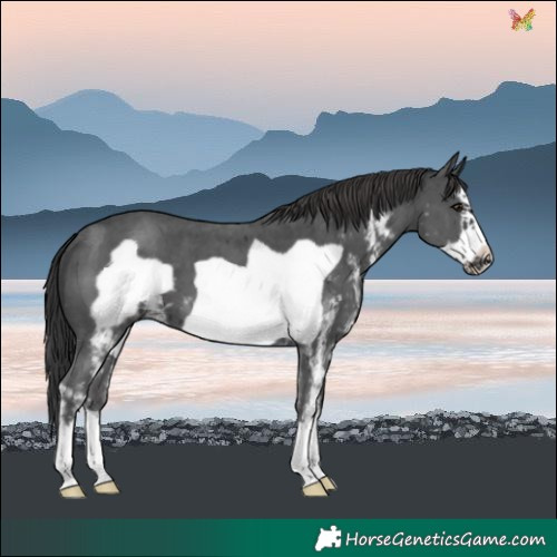 Horse Color:Black Sabino Frame