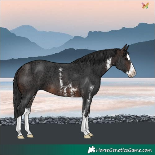 Horse Color:Brown Ice Sabino Splash 