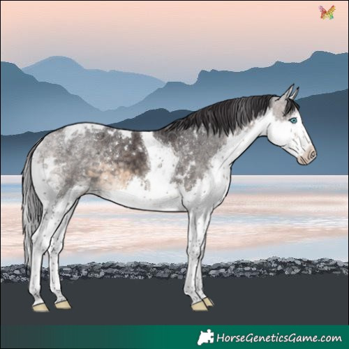 Horse Color:White Spotted Buckskin Splash Tobiano Rabicano 